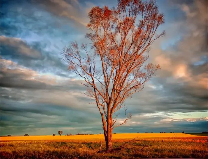 Framed Print : Lone tree in field of yellow at sunset Framed Print : Lone tree in field of yellow at sunset