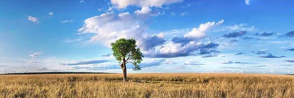Lone Tree. A lone tree stands in a field full of wheat colored grass