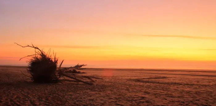 Framed Print : Lone Tree on Beach at Sunset Framed Print : Lone Tree on Beach at Sunset