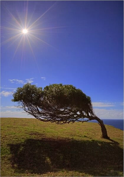 A lone tree bent to the prevailing winds at Point Howe on Norfolk Island
