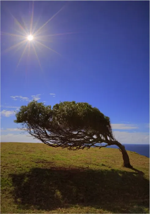 Framed Print : A lone tree bent to the prevailing winds at Point Howe on Norfolk Island