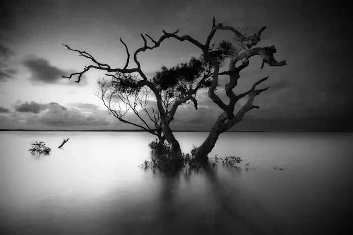 Framed Print : Lone tree is monument to its tenacity Framed Print : Lone tree is monument to its tenacity