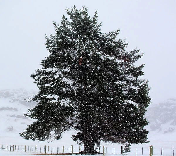 Lone tree in snowstorm