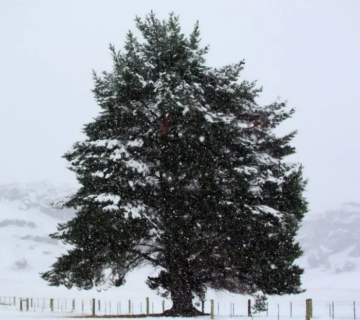 Framed Print : Lone tree in snowstorm