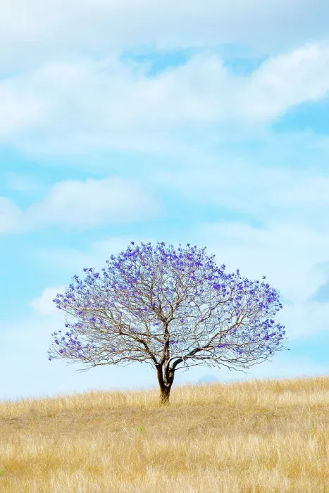Framed Print : Lonely Jacaranda Framed Print : Lonely Jacaranda