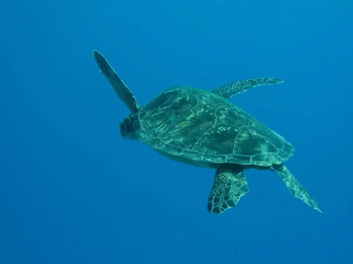 Framed Print : Lonely Turtle Framed Print : Lonely Turtle