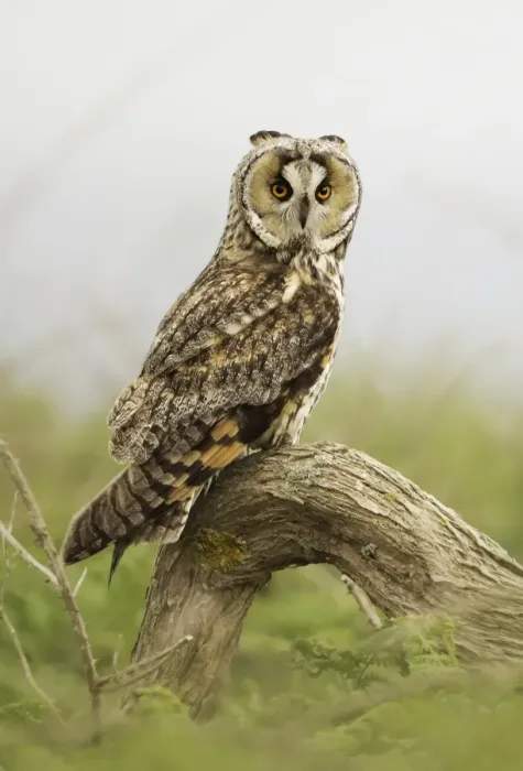 Framed Print : Long-eared Owl (Asio otus)