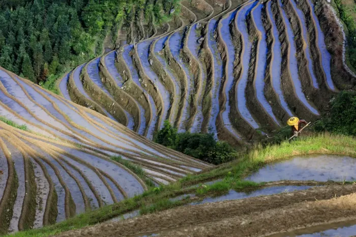 Framed Print : Long ji terrace rice workers, China