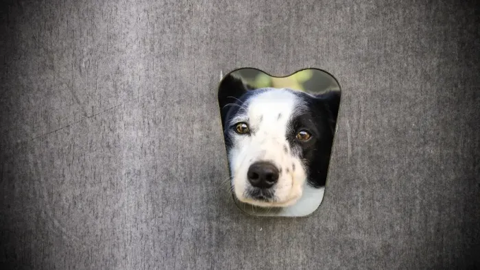 Framed Print : Looking out