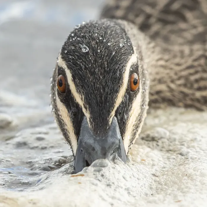 Framed Print : Looking at You Framed Print : Looking at You