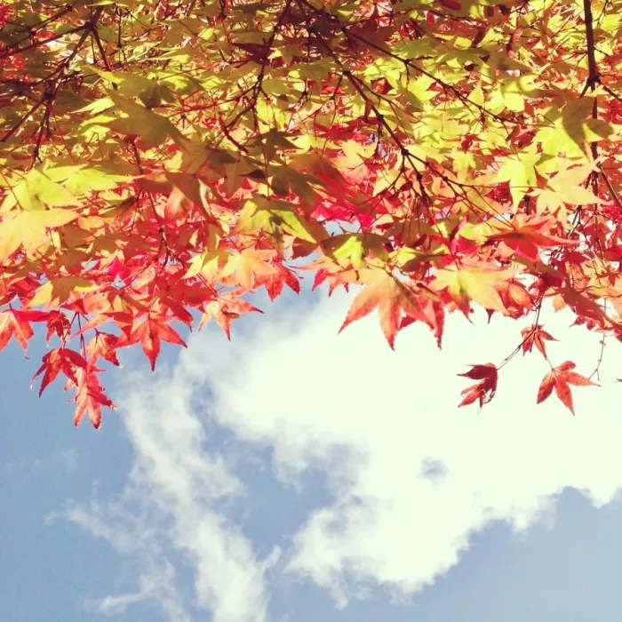 Framed Print : Looking up at autumn leaves towards blue sky Framed Print : Looking up at autumn leaves towards blue sky