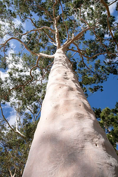 Looking up at beautiful tree canopy of the gum tree
