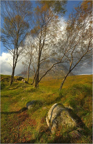 Looking at Buachaille Etive Mor through a row of trees, highlands of Scotland