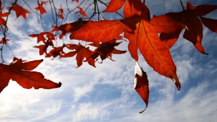 Framed Print : looking up to maple leaves in the skies