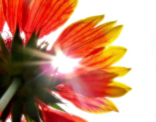 Looking up at the sun through flower petals