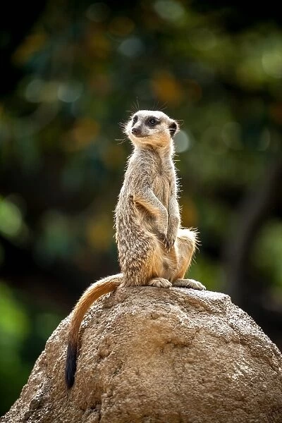 Lookout. A meerkat standing on a rock performing the role of lookout