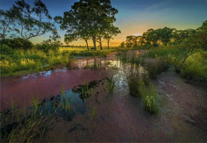 Framed Print : The lovely wetlands at Hidden Grove, Keysborough South, Melbourne, Victoria, Australia Framed Print : The lovely wetlands at Hidden Grove, Keysborough South, Melbourne, Victoria, Australia