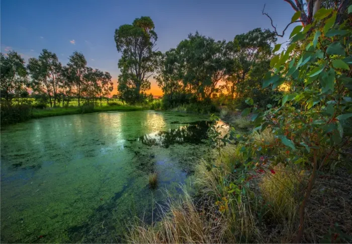 Framed Print : The lovely wetlands at Hidden Grove, Keysborough South, Melbourne, Victoria, Australia Framed Print : The lovely wetlands at Hidden Grove, Keysborough South, Melbourne, Victoria, Australia