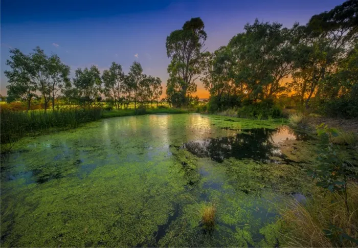 Framed Print : The lovely wetlands at Hidden Grove, Keysborough South, Melbourne, Victoria, Australia Framed Print : The lovely wetlands at Hidden Grove, Keysborough South, Melbourne, Victoria, Australia