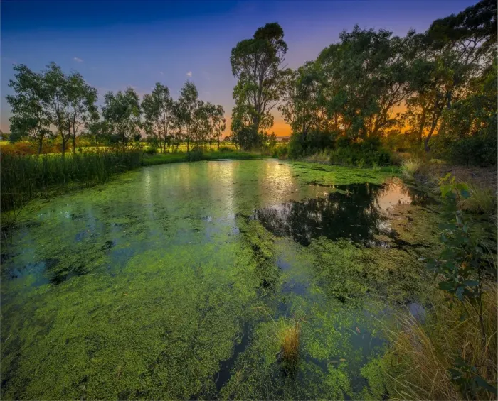 Framed Print : The lovely wetlands at Hidden Grove, Keysborough South, Melbourne, Victoria, Australia Framed Print : The lovely wetlands at Hidden Grove, Keysborough South, Melbourne, Victoria, Australia