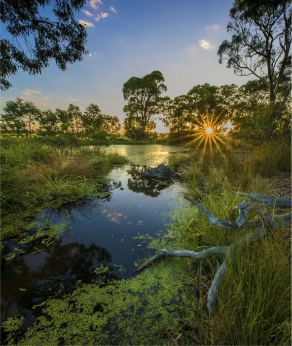Framed Print : The lovely wetlands at Hidden Grove, Keysborough South, Melbourne, Victoria, Australia