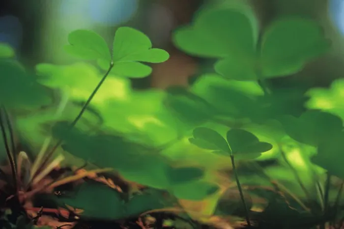 Framed Print : Low angle view of clover Framed Print : Low angle view of clover