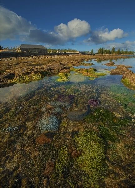Low tide exposes the coral reef in Slaughter bay, at Kingston, Norfolk Island