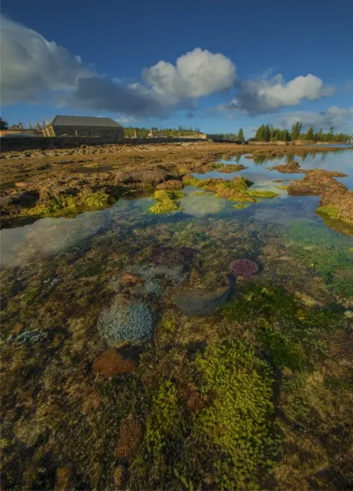 Framed Print : Low tide exposes the coral reef in Slaughter bay, at Kingston, Norfolk Island Framed Print : Low tide exposes the coral reef in Slaughter bay, at Kingston, Norfolk Island