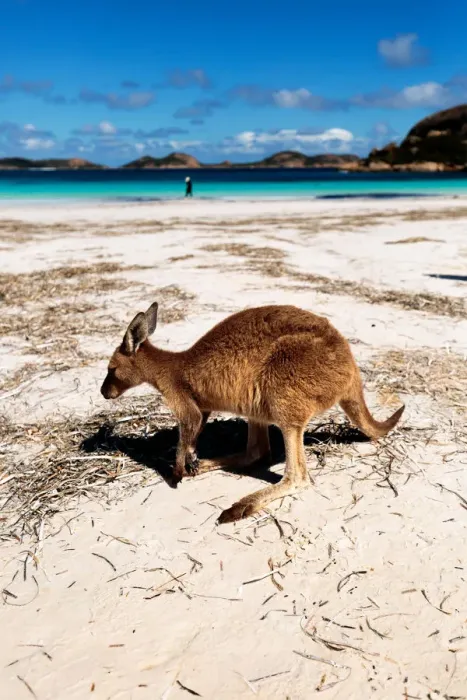 Framed Print : Lucky Bay kangaroo