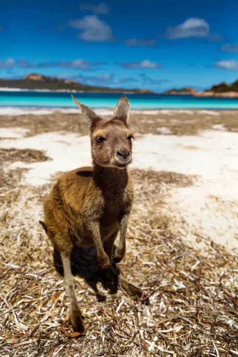 Framed Print : Lucky Bay kangaroo