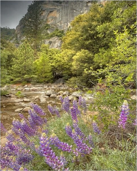 Lupins in spring, California, USA
