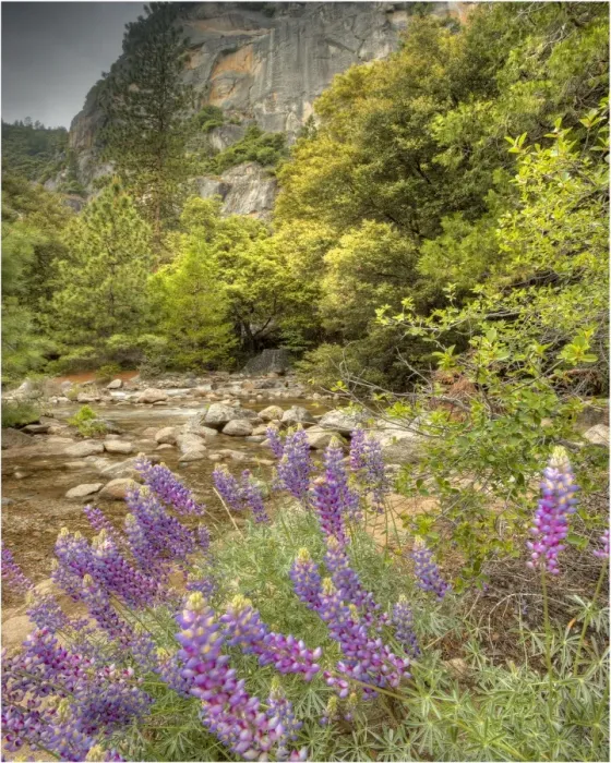 Framed Print : Lupins in spring, California, USA Framed Print : Lupins in spring, California, USA