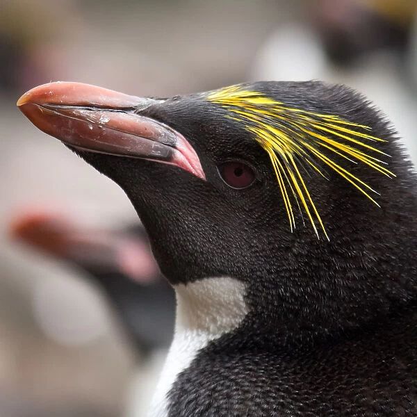 Macaroni Penguin portrait