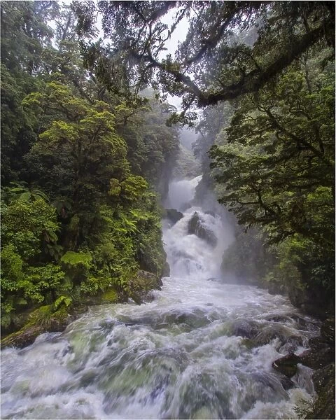Mackay falls after a sudden downpour on the Milford track, Fiordland national park, south island, New Zealand