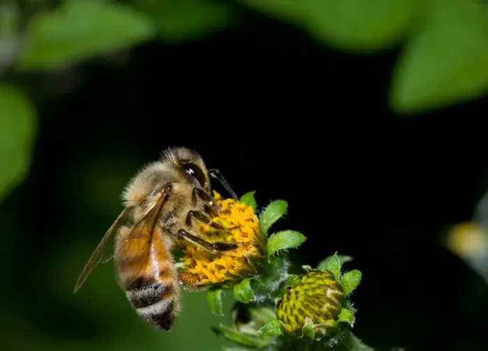 Framed Print : Macro of an Honey bee on a flower Framed Print : Macro of an Honey bee on a flower