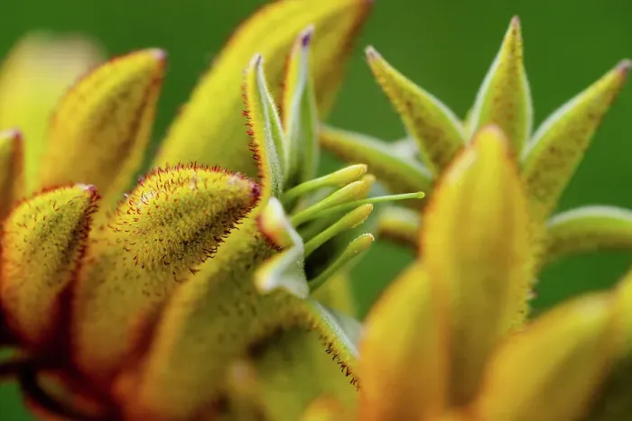Framed Print : Macro image of the open flower of a Kangaroo Paw (Anigozanthos)