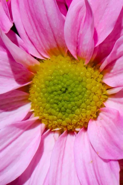 Framed Print : A macro image of a pink and yellow flower Framed Print : A macro image of a pink and yellow flower