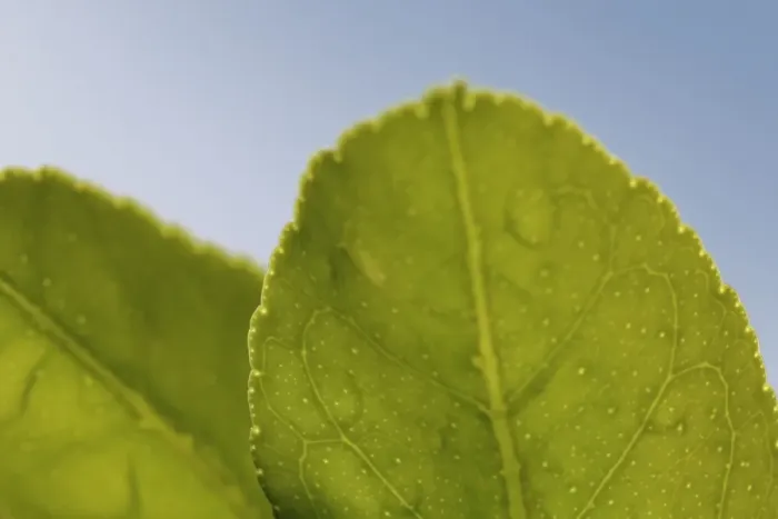 Framed Print : Macro Leaf Framed Print : Macro Leaf
