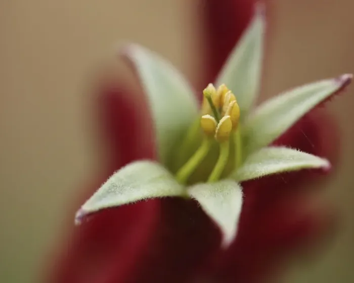 Framed Print : Macro Nature Photography Framed Print : Macro Nature Photography