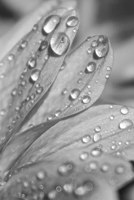 Framed Print : Macro Petals with Dewdrops