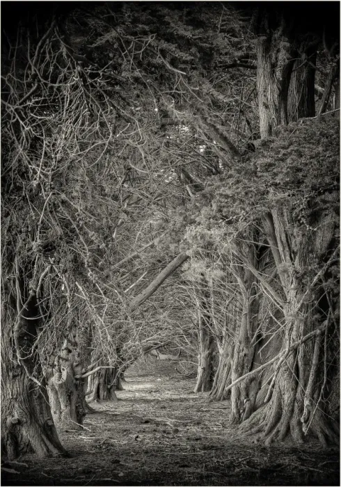 Framed Print : Macrocarpa stand in the rurals of King Island, Bass Strait, Tasmania, Australia