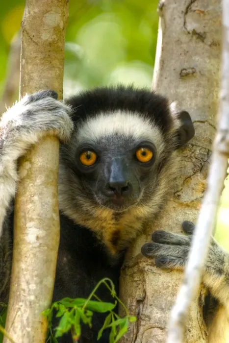 Framed Print : Madagascar lemur close up eye contact