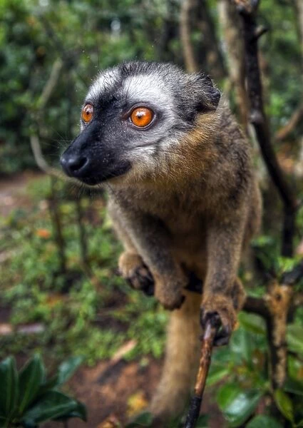 Madagascar lemur face close up