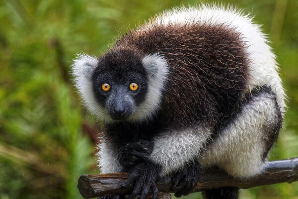Madagascar lemur looking at camera