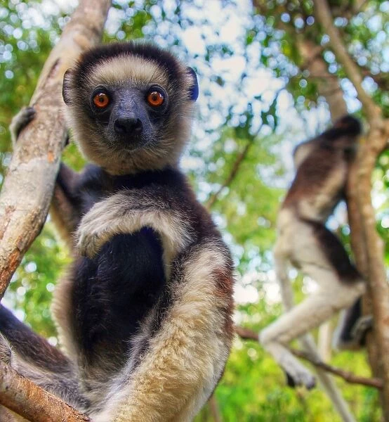 Madagascar lemur looking at camera close up