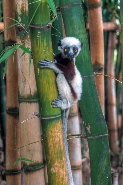 Madagascar Sifaka baby lemur