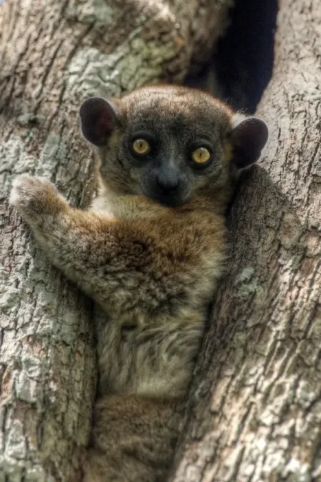 Framed Print : Madagascar tiny lemur looking at camera