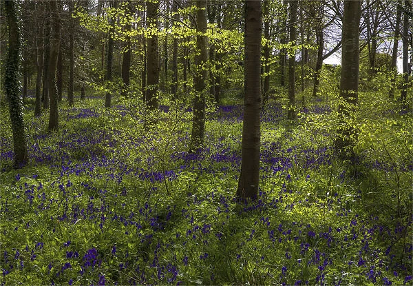 Magnificent display of spring bluebells at Hambleton hill, Dorset, England, United Kingdom