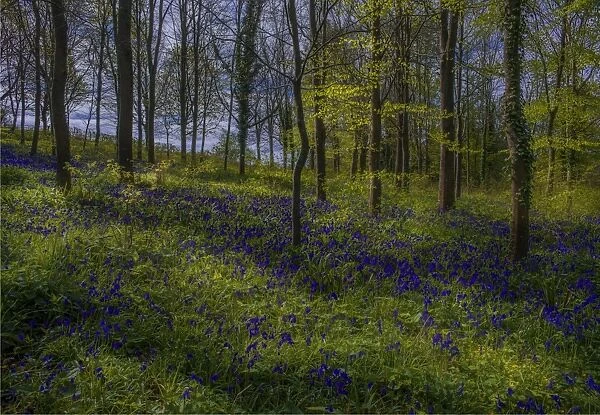 Magnificent display of spring bluebells at Hambleton hill, Dorset, England, United Kingdom