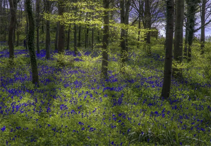Framed Print : Magnificent display of spring bluebells at Hambleton hill, Dorset, England, United Kingdom Framed Print : Magnificent display of spring bluebells at Hambleton hill, Dorset, England, United Kingdom